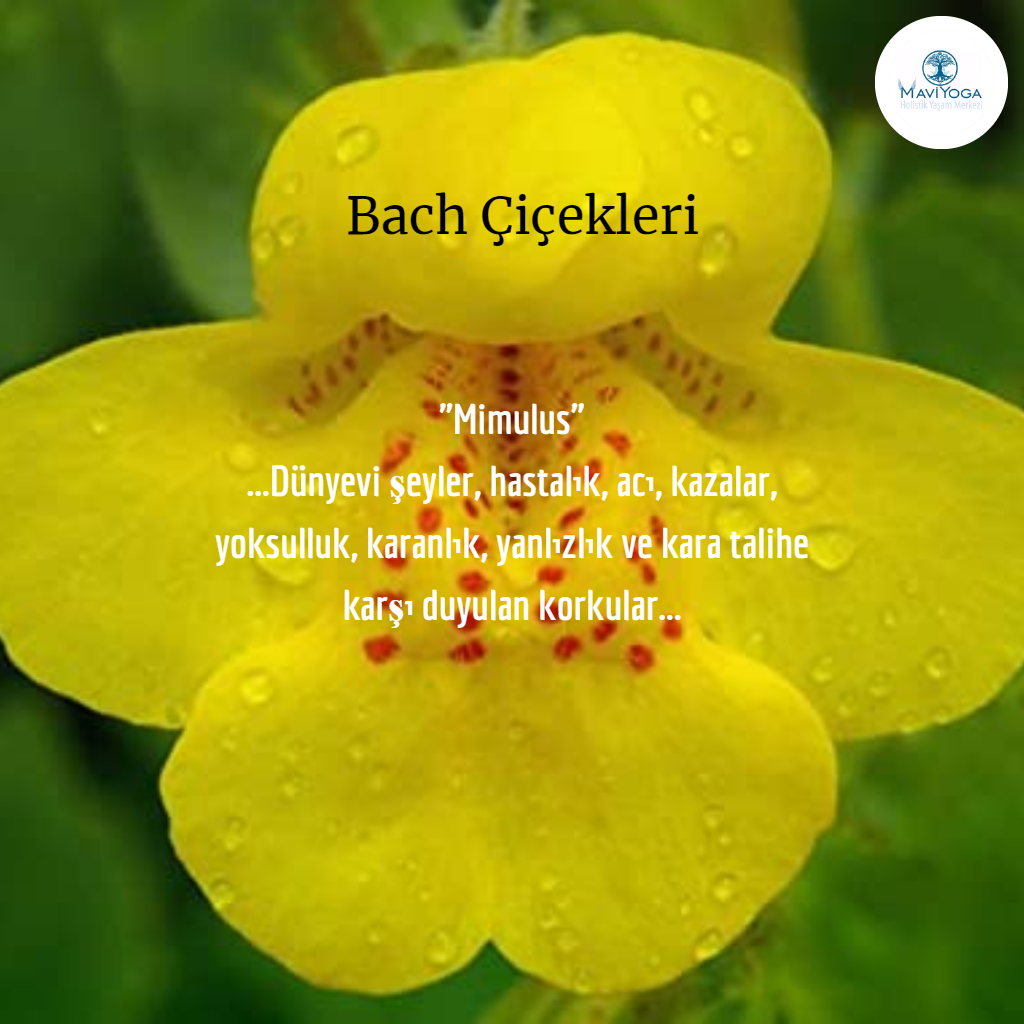 Bach iekleri Bireysel Seans Mavi Yoga Bireysel Seanslar Aysun Akali